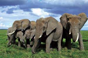 Pachyderm politics and the powerful female