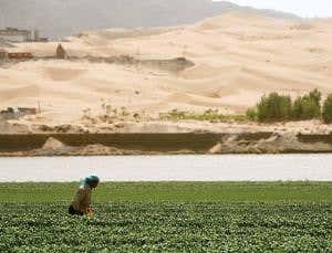 Spray bacteria on the desert to halt its spread