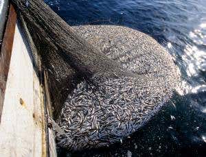 Designer plants have vital fish oils in their seeds