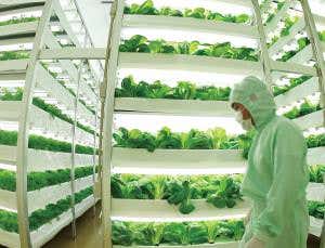 Vertical farms sprouting all over the world