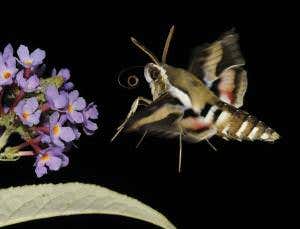 Moth drone stays rock steady in gale-force winds