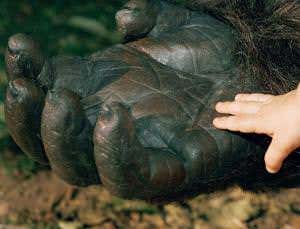 What separates us from other animals?