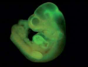 Stem cell power unleashed after 30-minute dip in acid