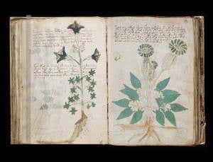 Mexican plants could break code on gibberish manuscript