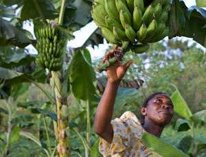 Organic produce could be worse for tropical wildlife