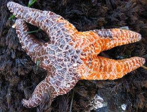 Starfish ripper hunted in wake of marine deaths