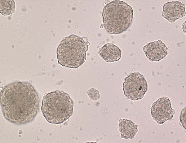 New Scientist. Science news and long reads from expert journalists, covering developments in science, technology, health and the environment on the website and the magazine.