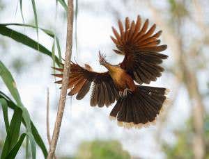 Zoologger: Punk Amazon pheasant is a European emigrant