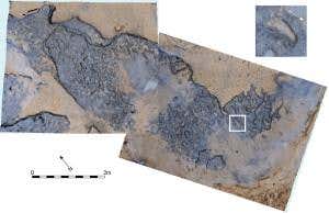 Oldest human footprints outside Africa found in UK