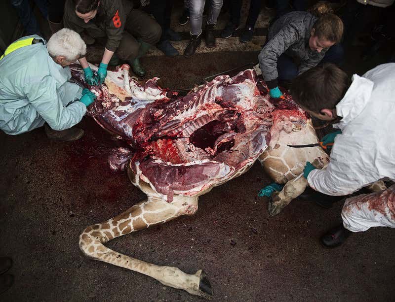 Why a zoo dissected Marius the giraffe for kids