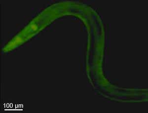 Lifespan predicted from flashes in worm cells