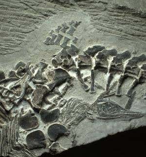 The reptile labour that lasted 248 million years