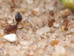 Zoologger: The hardest ant in the world