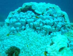 Coral bleaching makes fish behave recklessly