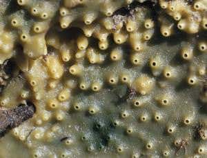 First animals may have lived with almost no oxygen