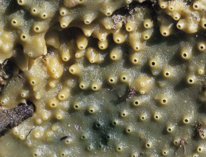 New Scientist. Science news and long reads from expert journalists, covering developments in science, technology, health and the environment on the website and the magazine.