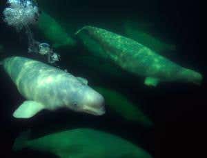 Belugas with 'kitty-litter disease' threaten Inuit