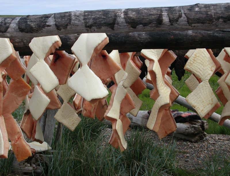 Belugas with 'kitty-litter disease' threaten Inuit