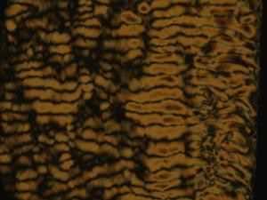 Liquid-crystal bath puts live bacteria on display