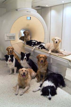 Dog brains respond to calls just like human brains