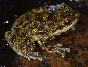 Zoologger: Sabre-toothed frog is an evolutionary loner