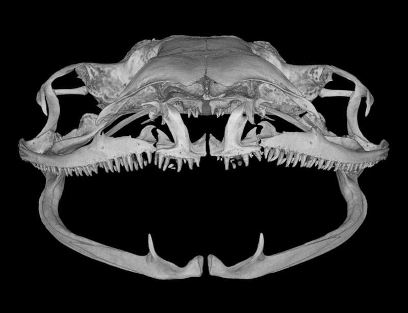 New Scientist. Science news and long reads from expert journalists, covering developments in science, technology, health and the environment on the website and the magazine.