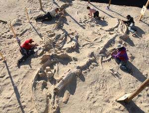 Whale graveyard reveals most ancient mass strandings