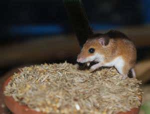 Zoologger: Superfemale mice have secret male DNA