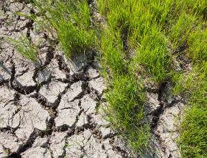 Super-rice defies triple whammy of stresses