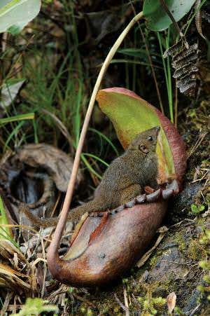 The Borneo Hills diet: Pitcher plants' strange prey