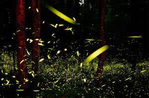 Light my fire? Male fireflies flash together for sex