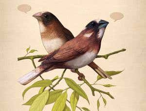 Talk is cheep: Do caged birds sing a key to language?