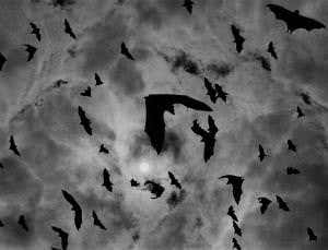 Reservoir bats: Spreading contagion on night's wings