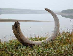 Woolly mammoths died for want of a few herbs