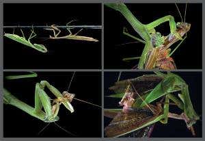 Cure for love: Sex with a mantis ends in dinner