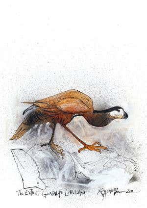 Flights of fancy: An enchanting history of ornithology