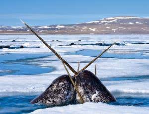 The world's weirdest whale: Hunt for the sea unicorn