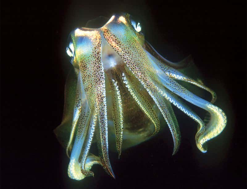 New Scientist. Science news and long reads from expert journalists, covering developments in science, technology, health and the environment on the website and the magazine.