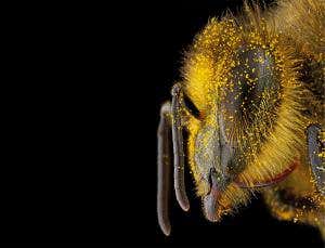 Honeybee trade is hotbed for carrying disease into wild