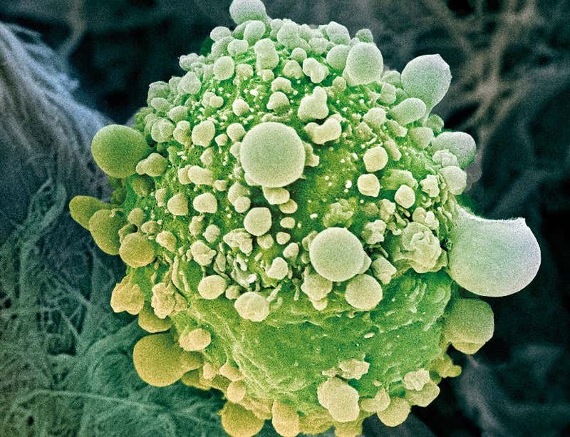 New Scientist. Science news and long reads from expert journalists, covering developments in science, technology, health and the environment on the website and the magazine.