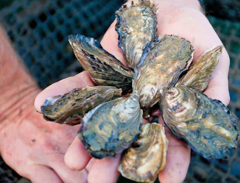 New Scientist. Science news and long reads from expert journalists, covering developments in science, technology, health and the environment on the website and the magazine.