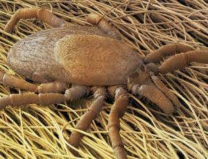 Mouse vaccine could protect humans from Lyme disease