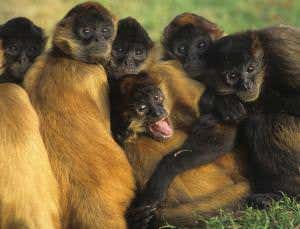 Spider monkey society is sexually segregated
