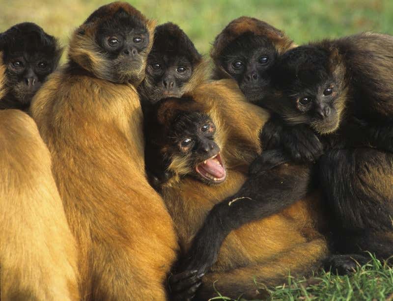 New Scientist. Science news and long reads from expert journalists, covering developments in science, technology, health and the environment on the website and the magazine.