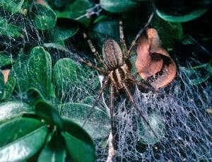 Zoologger: Female spider kills male to attract a mate