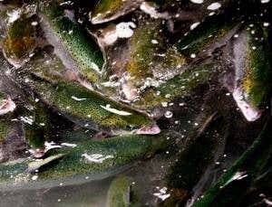 Time to sterilise farmed salmon to save wild cousins