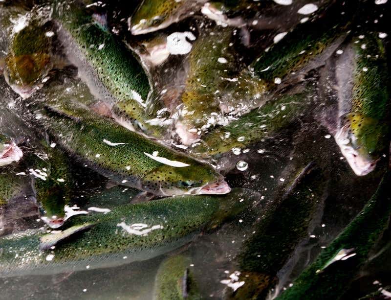 New Scientist. Science news and long reads from expert journalists, covering developments in science, technology, health and the environment on the website and the magazine.