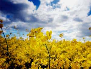 Relaxing of rules urged for genetically modified crops