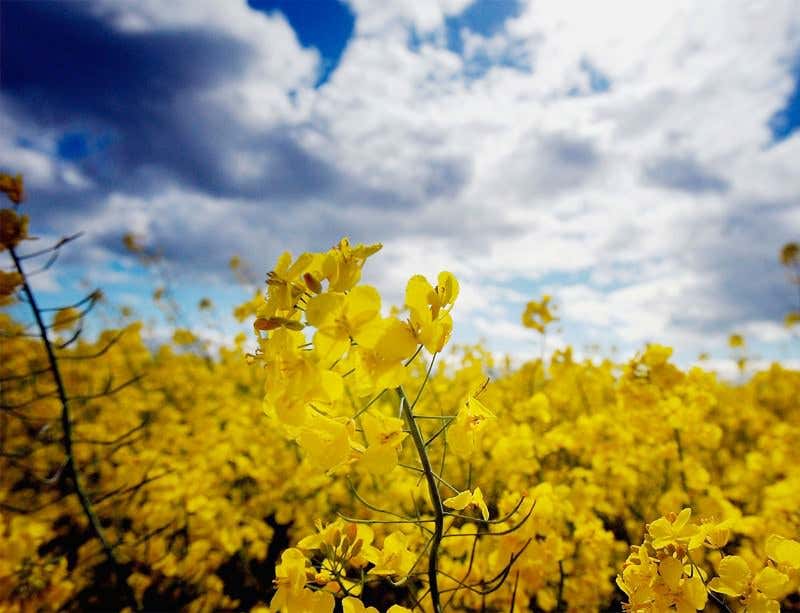 New Scientist. Science news and long reads from expert journalists, covering developments in science, technology, health and the environment on the website and the magazine.