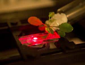 'Iron Man' plants are supercharged by nanotech power